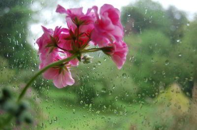 flower-rain-window