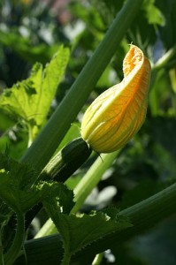 courgette flower