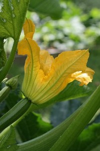 zuccinni flower