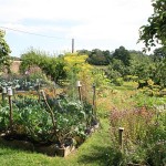 veg garden