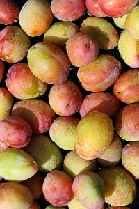 Organic plums from the orchard